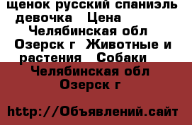 щенок русский спаниэль девочка › Цена ­ 6 000 - Челябинская обл., Озерск г. Животные и растения » Собаки   . Челябинская обл.,Озерск г.